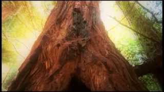 Danny Phillips - To Pacifica