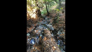 Randol Creek Along New Almaden Trail November 1 2023