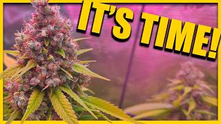 IT'S harvest TIME - and - IT'S time-lapse & macro TIME - In the MARSHYDRO 5x5