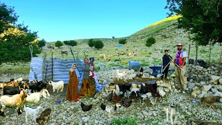 Freezing Nights in Zagros! Can We Save Our Chickens? 🐔❄️🏔️