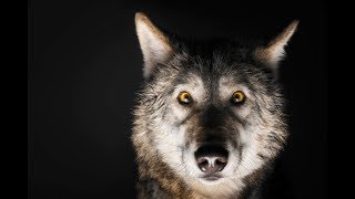 OVERCOME FEAR NOW - The Two Wolves - STORY