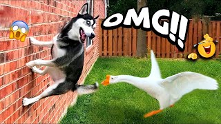 VIRAL FUNNY DOG COMPILATION 2026 – You Won’t Stop Laughing at These Dogs 🤣🐶 #36