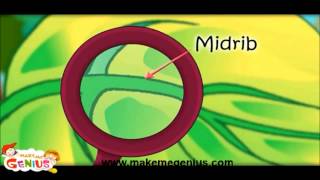 Parts of a Plant  for kids Educational video for children in Hindi