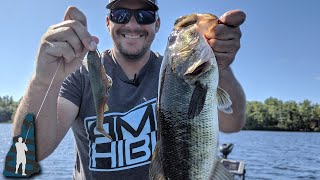 I Live for the Fall Moving Bait Bite