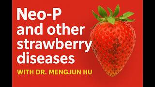 Neo-P and other strawberry diseases with Dr. Mengjun Hu