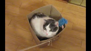 The Spotty Express! (Funny Cat Video) #mycatspot