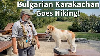 Bulgarian Karakachan Puppy Training with our Black Lab Mentor Dogs