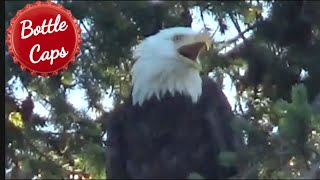 Bald Eagle 🇨🇦