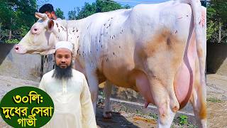 ৩০লিটার পর্যন্ত সেরা মানের গাভী দিচ্ছেন ইব্রাহিম ভাই dairy farm
