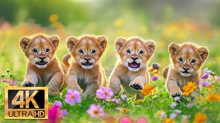 Baby Animals 4K ~ Cute Moments of Baby Animals with Gentle Tunes