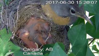Robins Nest - 3 days old