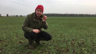 Mechanical Weeding LIVE - February Updates