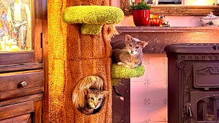 Xiamiao Magic Forest Cat Tree (65’’) Review