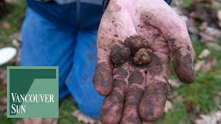 Truffles a family affair for Langley clan | Vancouver Sun