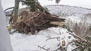 Juras Erglis~😊 Milda and Zorro visit their snow-covered nest ~8:46 AM 2026/01/05