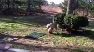 Mama goose