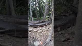 SUCURI DE 9 MESTRÔS, IMAGEM LINDA