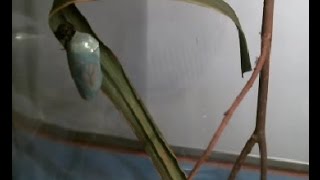 Caterpillar hatching update and Live Stream going on now!