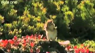 Beatboxing Chipmunk & Moonwalking Bird