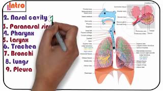 1. Intro to respiratory system
