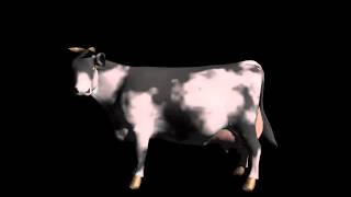 Cow