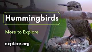 Hummingbirds | More to Explore Live Show