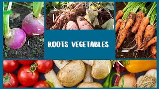 Roots vegetables name for kids|Kids Educational Video.
