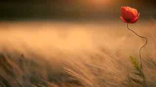 VERSO IL SOLE - PIPPO ANILE - BRIATICO