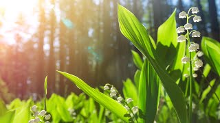 Feels Like Your Soul - relaxing piano music - mind, focus, calming, anxiety, stress relief music