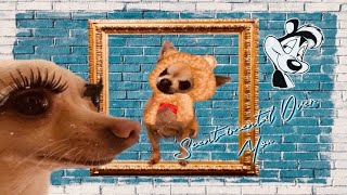 Pepe Le Pew- Scent imental Over You- 1947 Live Action Version