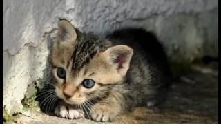Top Baby Lullaby Songs Baby sleep music   Little cat