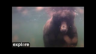 Underwater Salmon Cam - Katmai National Park 2022 Season Highlihgts