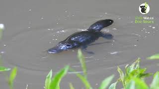 Platypuses in action