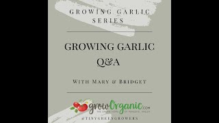 Growing Garlic Questions & Answers - LIVE