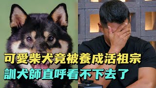 The owner fed the Shiba Inu 50 times a day, practically turning it into a pig. But when the dog t...