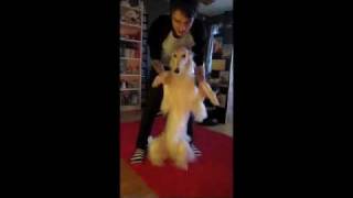 Tetris the borzoi