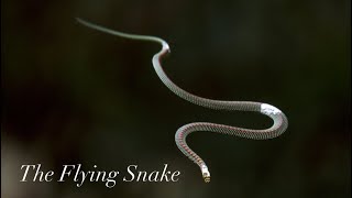 THE FLYING SNAKE / PARADISE TREE SNAKE in Sentosa Singapore