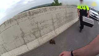 Duckling Rescue