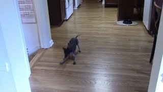 Dog sliding for distance and accuracy