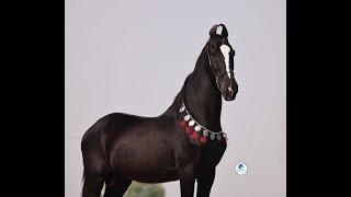 Warriors ride horses after falling down, but brave ones do not fall down. SEERAT STUD FARM