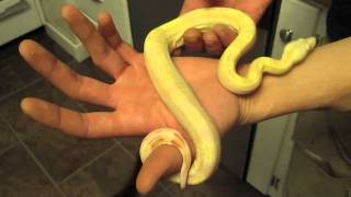 New Albino Motley Boa Constrictor