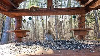 Live streaming of Chipmunks and Squirrels