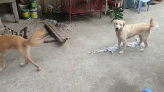 Our dogs family