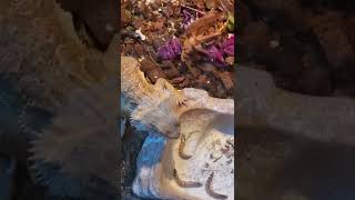 Bearded Dragon makes CRUNCHY noises while gnawing on Large Dubia Roaches and Superworms!
