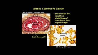 Histologie - Tissu Conjonctif