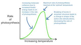 C1.3.7 Factors affecting photosynthesis