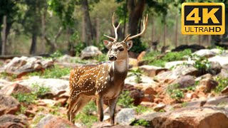 1 Hour With the Deer - Relaxing Music for Deep Sleep - 4K