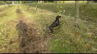 Staffordshire Bull Terriër shine like a mirror