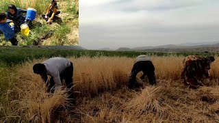 Harvesting barley with a sickle by nomads.
