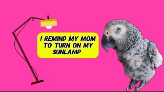 Amazing Bird Reminds Owner To Turn On Her Sunlamp 😲 #pets #animals #parrot #funny #talkingparrot